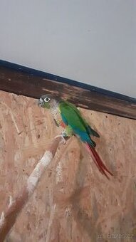 Pyrury