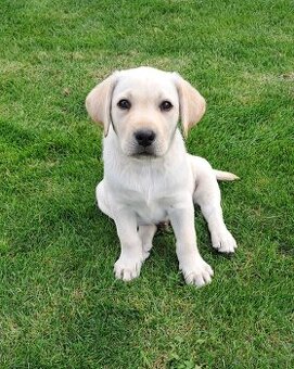 Labradorský retriever - smetanová štěňátka