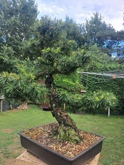 Bonsaj,bonsai Modřín