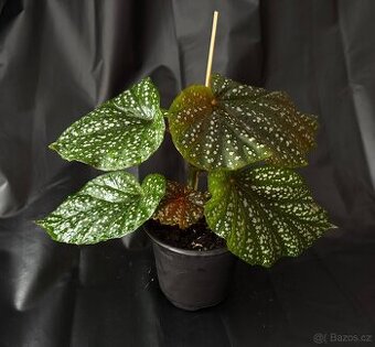 SLEVA⤵️ Begonia corallina, tečkovaná , Korálová begónie