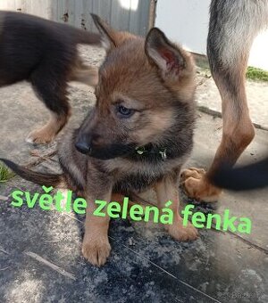 Vlčák