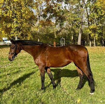 10 letá kobyla jako společník/ rekreace