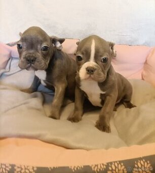 Francouzský buldoček, šteniatka modré a čierne na predaj