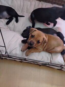 štěňátka Pitbull x Stafordšírský teriér