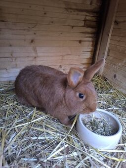 Český červený králík