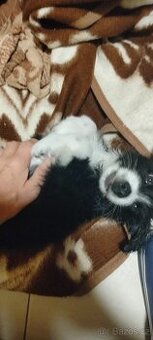 Daruji štěně border kolie pes stáří tři měsíce