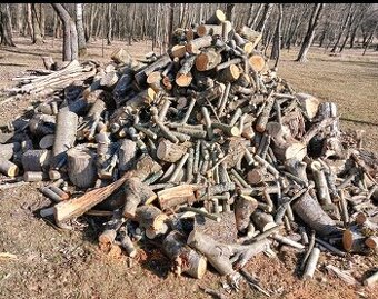 palivové dřevo z listnatých stromů - 1