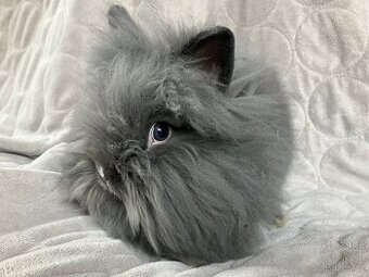 Zakrslý králík Teddy, lvíček i krátkosrstý - 1