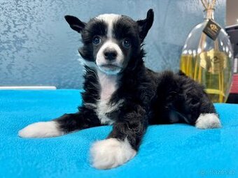 Čínský chocholatý pes s PP - labutěnka Cody