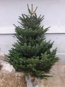 jedle normandská, vánoční stromek, stromeček, žívý, chvojí