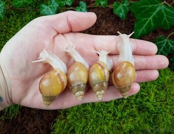 Africký šneci Lissachatina fulica hamillei rodatzi Albino bo