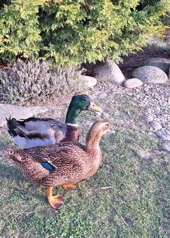 Násadová vejce kachny Ruánské