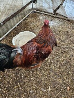 Prodám kohouty na chov