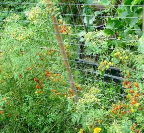 rajče divoké - sazenice