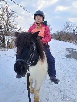 Shetland pony klisna