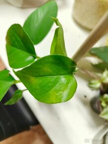 Epipremnum  2 druhy Jessenia a Manjula