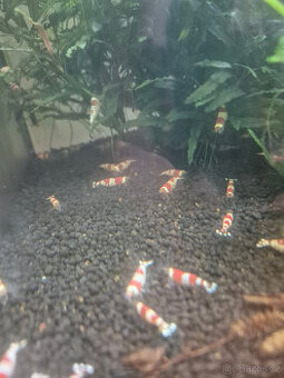 Caridina Cantonensis sp. Red Crystal