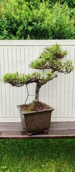 Bonsai, bonsaj borovice - 1