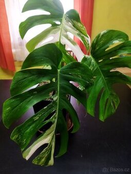 Monstera deliciosa variegata