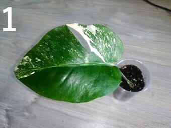 Monstera Deliciosa Albo variegata s novým listem na cestě - 1