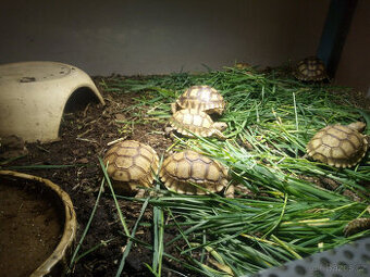 Želva ostruhatá (Centrochelys sulcata) - 1