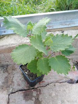 Chřipkovník - Plectranthus spp.