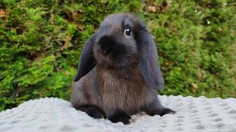 Zakrslý beránek, králíček, králík - PEGAS