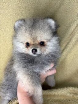 Miniaturní holčička pomeraniana s PP FCI