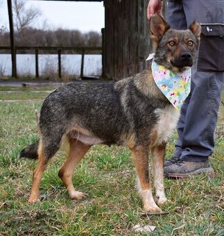 AJSCHA K ADOPCI - 3,5 ROKU, MILÁ, HODNÁ, VHODNÁ K DĚTEM