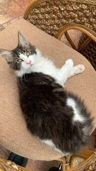 mainská mývalí kočička s PP