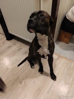 Daruji psa jen do dobrých rukou