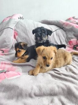 Jorkšírský teriér x pinč - 1