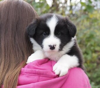 Border kolie s PP - kluk