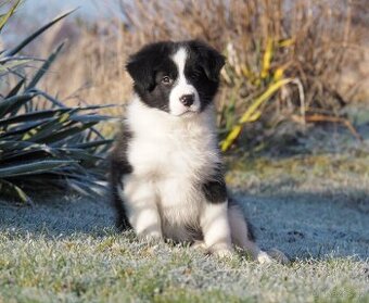 Border kolie s PP - kluk