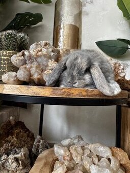 Minilop zakrslý králíček