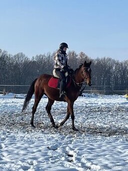 Čtyřletý valach A1/1