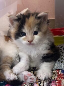 Mainska mývalí koťata bez pp