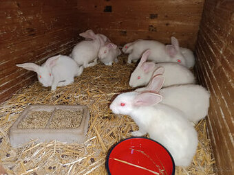 Mladí králici HYLA