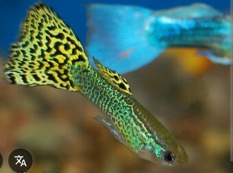 Paví očka/endlerky