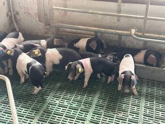 Přeštická prasata a selata