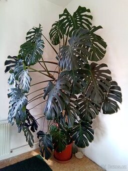Monstera