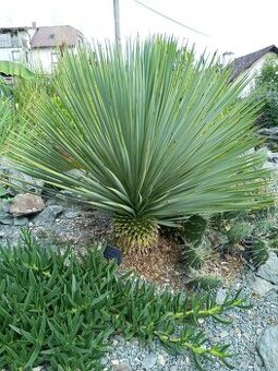 Juky, opuncie,agave