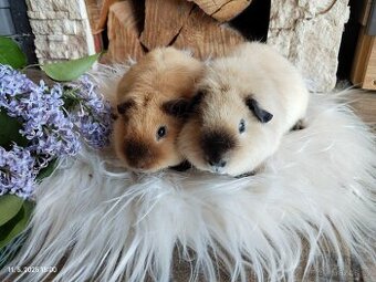 Morče US Teddy