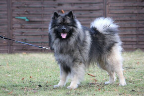 Vlčí špic/keeshond s PP ke krytí