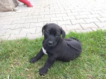 štěňátka křížence Labradora a Ridgebacka