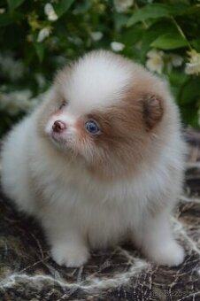 Na prodej – Pomeranian štěně (2 měsíce)