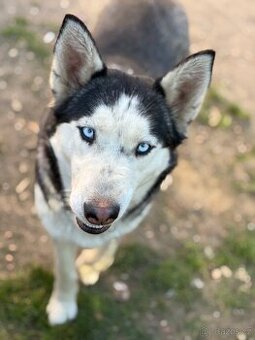Sibiřský Husky