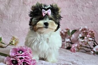 Biewer terrier - fenka s PP