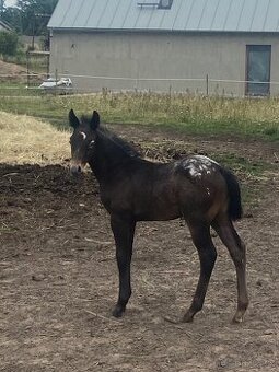 Hřebeček (Appaloosa)
