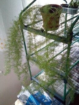 Asparagus